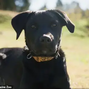 Australian Zoo's Latest Initiative: Puppy and Cheetah Cub Form Unlikely Friendship in Heartwarming Video