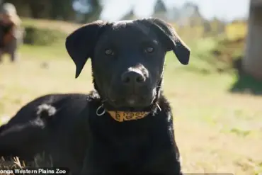 Australian Zoo's Latest Initiative: Puppy and Cheetah Cub Form Unlikely Friendship in Heartwarming Video