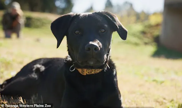 Australian Zoo's Latest Initiative: Puppy and Cheetah Cub Form Unlikely Friendship in Heartwarming Video