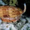 Beneath the Surface: The Lethal Risk of Picking Up a Shell at the Beach