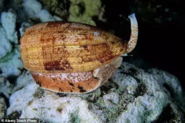Beneath the Surface: The Lethal Risk of Picking Up a Shell at the Beach