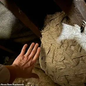 Britain Faces Record Wasp Surge as Scorching Temperatures Spark 'Year of the Insects'