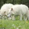 Dire Wolves Make a Stunning Comeback: Genetically Engineered Pups Romulus, Remus, and Khaleesi Now Weigh Over 90 Pounds Each, Surpassing Standard Gray Wolves by 20 Percent