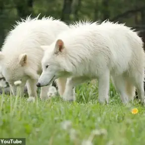 Dire Wolves Make a Stunning Comeback: Genetically Engineered Pups Romulus, Remus, and Khaleesi Now Weigh Over 90 Pounds Each, Surpassing Standard Gray Wolves by 20 Percent