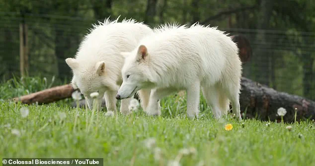 Dire Wolves Make a Stunning Comeback: Genetically Engineered Pups Romulus, Remus, and Khaleesi Now Weigh Over 90 Pounds Each, Surpassing Standard Gray Wolves by 20 Percent
