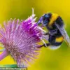 Exclusive: Climate Change Alters Bumblebee Vibrations, Threatening Pollination