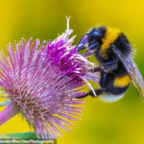 Exclusive: Climate Change Alters Bumblebee Vibrations, Threatening Pollination