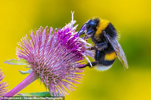 Exclusive: Climate Change Alters Bumblebee Vibrations, Threatening Pollination