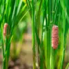 Exclusive Insight: Florida's Urgent Call to Destroy Invasive Snail Eggs Before Ecological Disaster