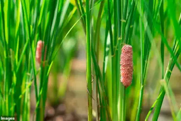 Exclusive Insight: Florida's Urgent Call to Destroy Invasive Snail Eggs Before Ecological Disaster