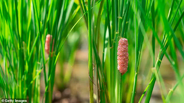 Exclusive Insight: Florida's Urgent Call to Destroy Invasive Snail Eggs Before Ecological Disaster