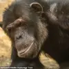 Exclusive Insights: The Hidden Social Fads of Humans and Their Primate Cousins