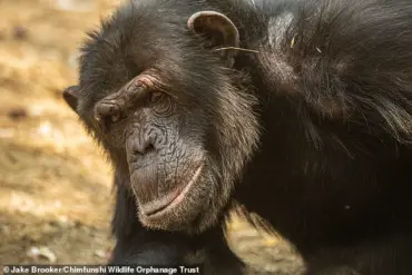 Exclusive Insights: The Hidden Social Fads of Humans and Their Primate Cousins