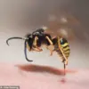 Exclusive Warning: Ecological Consequences of the UK Heatwave Revealed by a Leading Entomologist