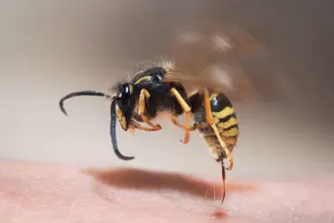 Exclusive Warning: Ecological Consequences of the UK Heatwave Revealed by a Leading Entomologist