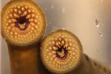 HHS Head's Controversial Lamprey Encounter Sparks Public Health Concerns at Idaho Hatchery