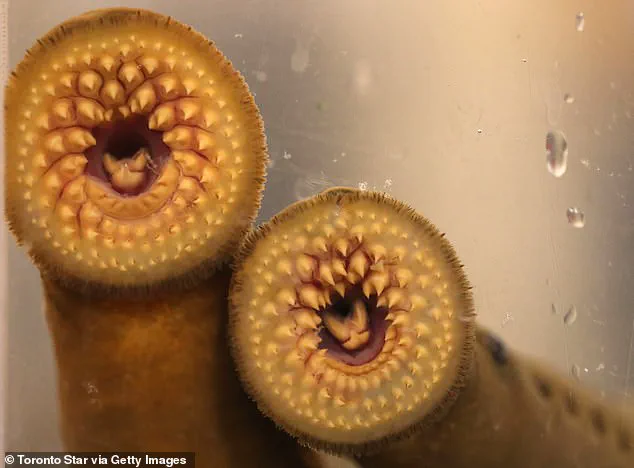 HHS Head's Controversial Lamprey Encounter Sparks Public Health Concerns at Idaho Hatchery