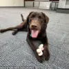 Maine Officials Face Outrage Over Tragic Death of Dog Left in State Vehicle