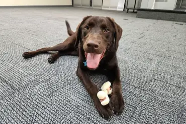 Maine Officials Face Outrage Over Tragic Death of Dog Left in State Vehicle