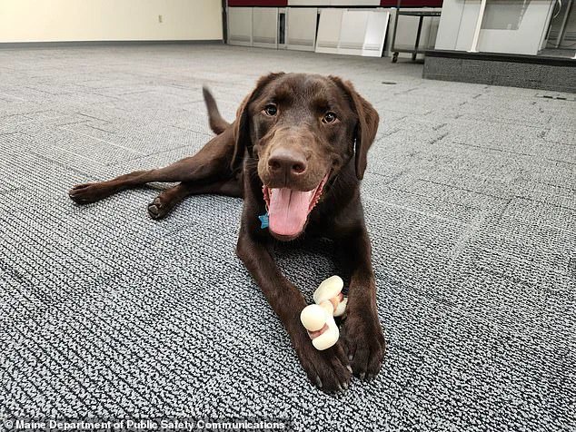 Maine Officials Face Outrage Over Tragic Death of Dog Left in State Vehicle