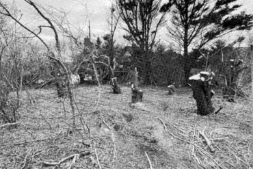 Nantucket Property Dispute Over Tree Removal Sparks Legal Battle and Questions About Local Regulations