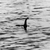 New Study Suggests Loch Ness Sightings May Be Real, But Not the Mythical Monster