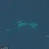 Orcas Display Unusual Romantic Behavior in the Wild