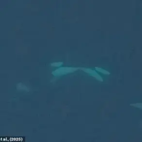 Orcas Display Unusual Romantic Behavior in the Wild
