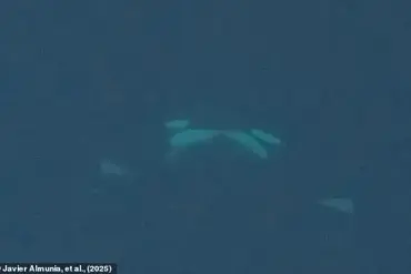 Orcas Display Unusual Romantic Behavior in the Wild