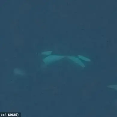 Orcas Display Unusual Romantic Behavior in the Wild