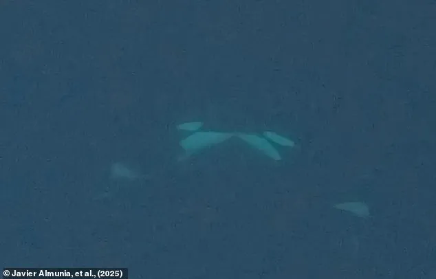 Orcas Display Unusual Romantic Behavior in the Wild