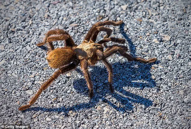 Thousands of Giant Tarantulas Set to Emerge in Five States, Sparking Concern Among Officials