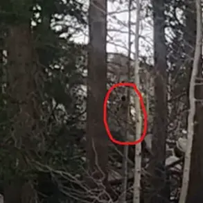 Viral Footage of Mysterious Humanoid in Sierra Nevada Reignites Bigfoot Debate