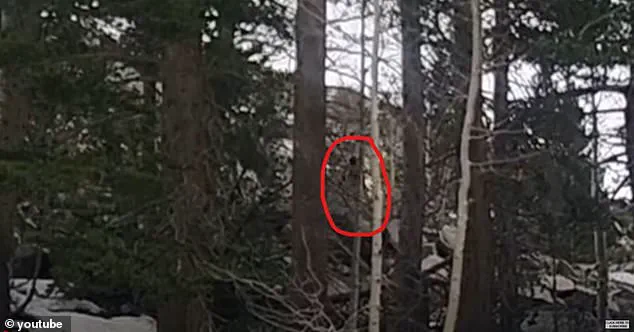 Viral Footage of Mysterious Humanoid in Sierra Nevada Reignites Bigfoot Debate