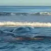 Whales Beach Themselves on Japan’s Coastline, Raising Alarms Among Marine Biologists