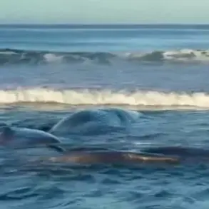 Whales Beach Themselves on Japan’s Coastline, Raising Alarms Among Marine Biologists