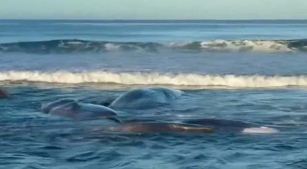 Whales Beach Themselves on Japan’s Coastline, Raising Alarms Among Marine Biologists