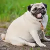 As Canine Obesity Crisis Deepens, Scientists Race to Develop Ozempic-Inspired Weight-Loss Drug for Pets