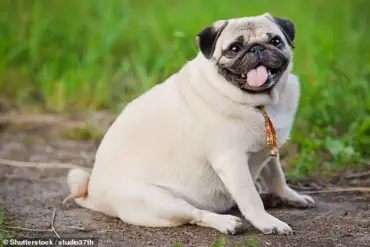 As Canine Obesity Crisis Deepens, Scientists Race to Develop Ozempic-Inspired Weight-Loss Drug for Pets