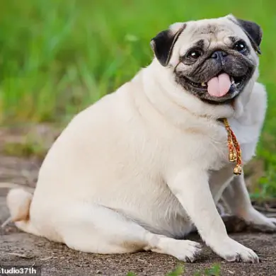 As Canine Obesity Crisis Deepens, Scientists Race to Develop Ozempic-Inspired Weight-Loss Drug for Pets