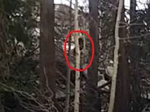 Cain and Bigfoot: The Unofficial Mormon Legend That Blends Biblical Lore and Cryptid Mythology