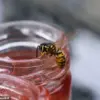 Expert Advice: Calm, Strategic Response to Wasps More Effective Than Panic