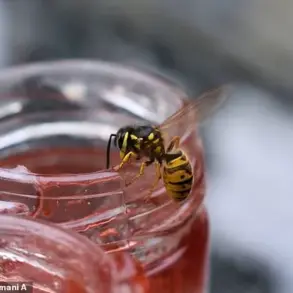 Expert Advice: Calm, Strategic Response to Wasps More Effective Than Panic