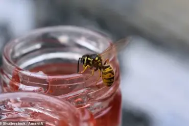 Expert Advice: Calm, Strategic Response to Wasps More Effective Than Panic