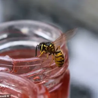 Expert Advice: Calm, Strategic Response to Wasps More Effective Than Panic
