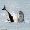 From Belly Rubs to Near-Drowning: The Dual Nature of Reggie the Dolphin