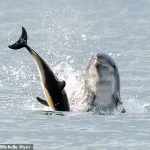 From Belly Rubs to Near-Drowning: The Dual Nature of Reggie the Dolphin