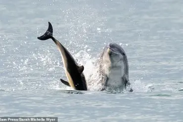 From Belly Rubs to Near-Drowning: The Dual Nature of Reggie the Dolphin