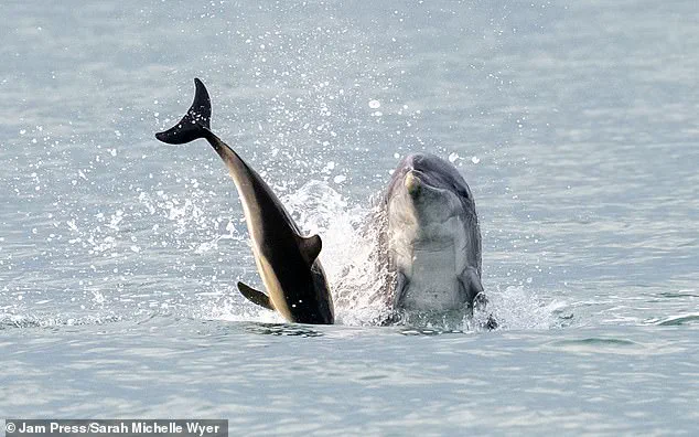 From Belly Rubs to Near-Drowning: The Dual Nature of Reggie the Dolphin
