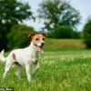 Popular Pet Names Like Rosie and Daisy Reflect Growing Trend of Viewing Dogs as Family Members, Study Reveals – Lars Andersen